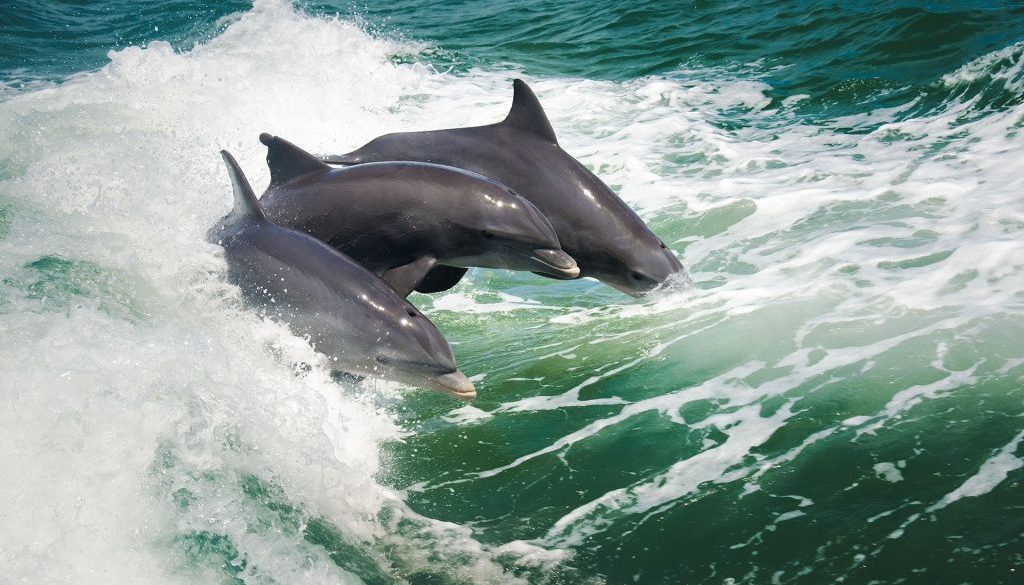Delfíni v moři